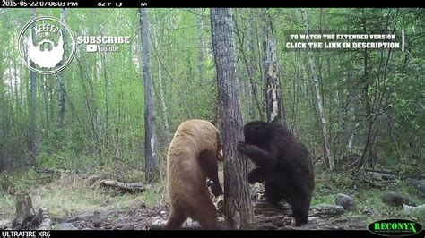 Craziest Bear Fight Ever Caught On Trail Cam Humanimal Youtube