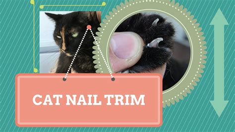 How To Trim Your Cats Nails A Few Tips Youtube