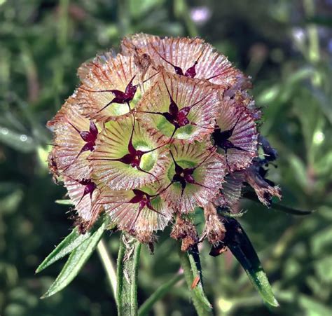 Scabiosa Stellata Drumstick Moonflowerno Wa Seedscape