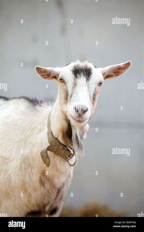 Goat Stock Photo Alamy