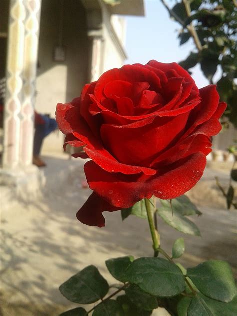 Beautiful Red Rose Awesome Natural Beautiful Red Rose 36687