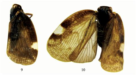 First Record Of The Genus Aprivesa Melichar Hemiptera Fulgoromorpha