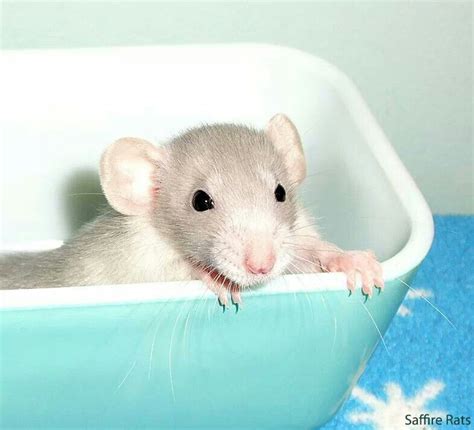 Omg Baby Dumbo Rat Pet Rats Cute Rats Pets