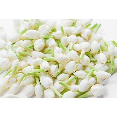 White Jasmine Flower Gundu Malli At Rs 200kg In Madurai Id
