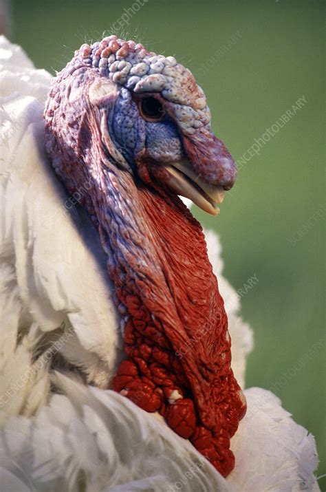 Male Domestic Turkey Stock Image E7640531 Science Photo Library