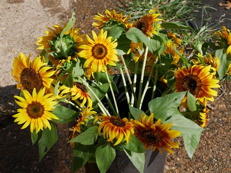 Let them sit for fifteen to twenty minutes. Sunflowers and Celosia: Another Cut Flower Harvest