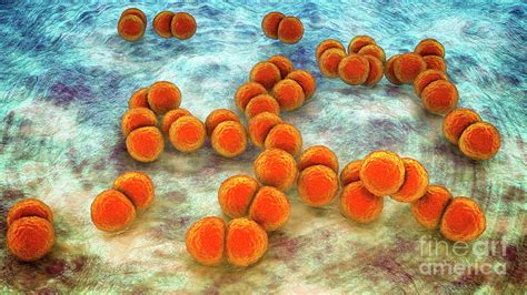 Streptococcus Pneumoniae Bacteria Photograph By Kateryna Konscience