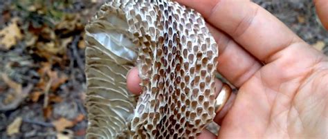 How To Identify A Shed St Louis Snake Skin