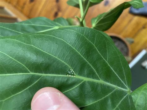White Scaly Bumps On Leaves Of Ficus Audrey Rplantclinic