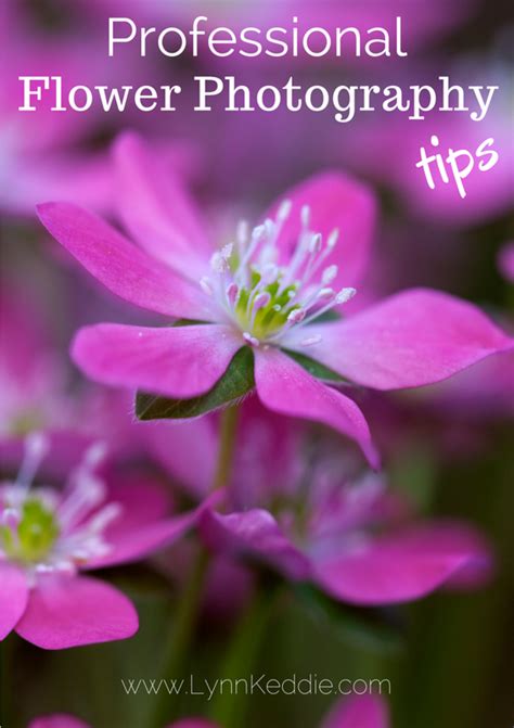 Professional Flower Photography Tips