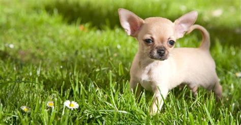 Chihuahua Vs Min Pin What Are 8 Key Differences A Z Animals