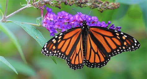 Understanding The Annual Monarch Butterfly Journey Advice On The House