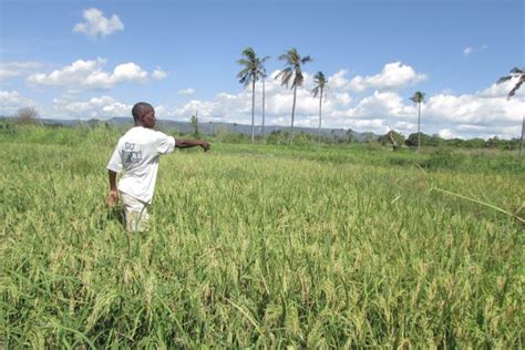 Agf Signs Mou With Tadb To Boost Agribusiness In Tanzania Whyafrica