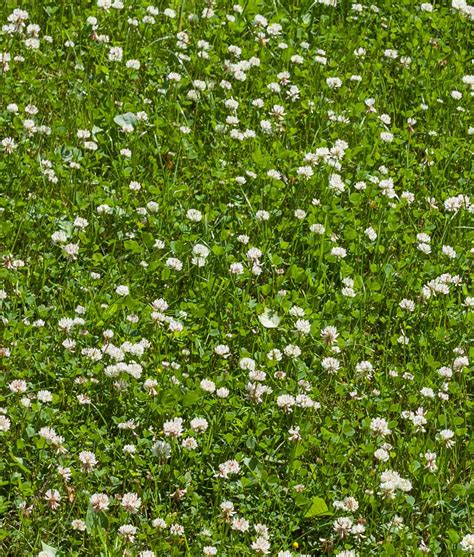 Clover On Grass Lawn See Full List On