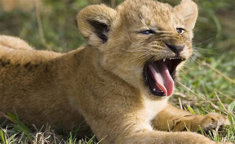 Lion Cub Roar My Hd Animals