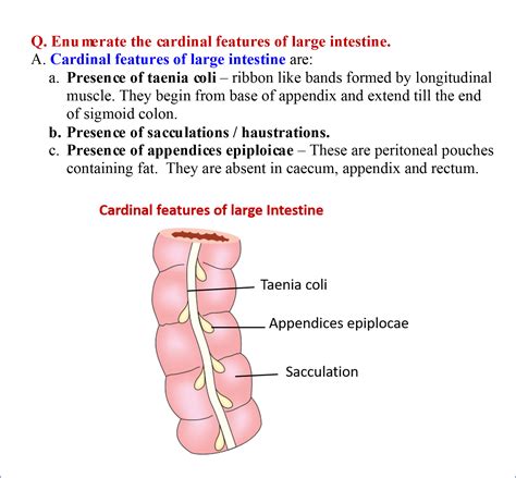 Large Intestine Anatomy Qa