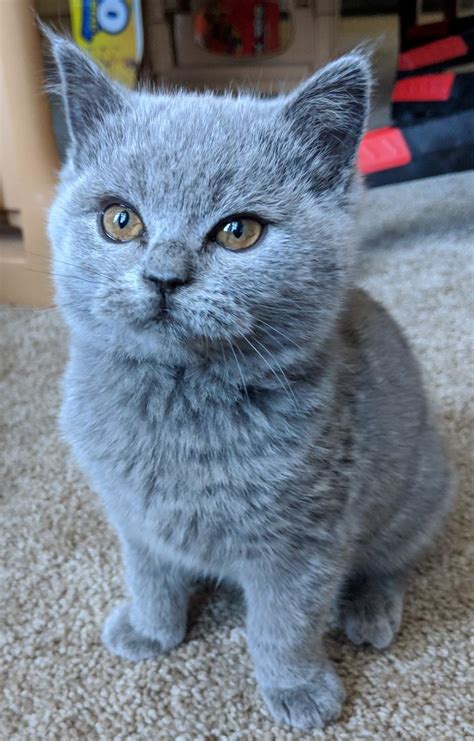 British Shorthair Blue Female Kitten 8 Weeks British Shorthair Cats