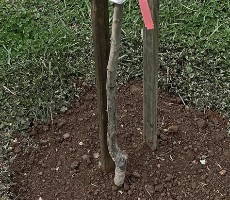 Long John European Plum — Raintree Nursery