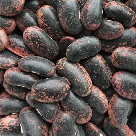 Seeds For Scarlet Runner Bean Phaseolus Coccineus Amkha Seed