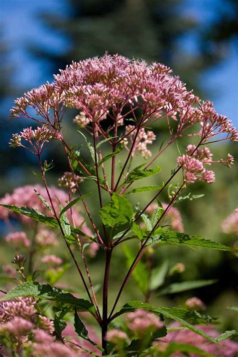How To Grow And Care For Spotted Joe Pye Weed