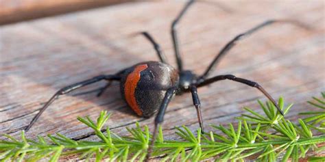 Top 10 Most Deadly Australian Spiders Eco Pest Control Brisbane