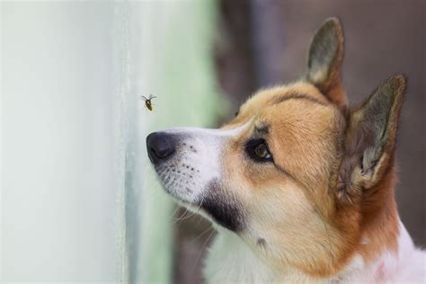 What To Do If Your Dog Has Hives