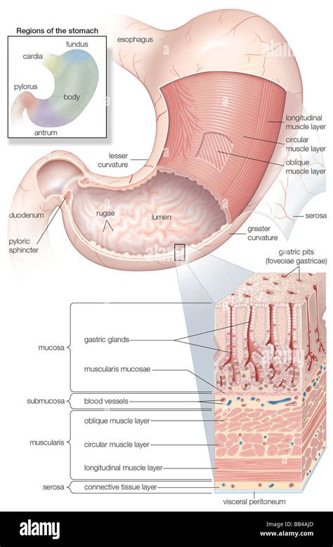 Diagram Showing The Mucosa And Musculature Of The Human Stomach Plus