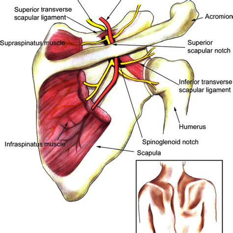 Pdf Suprascapular Neuropathy In Overhead Athletes A Systematic