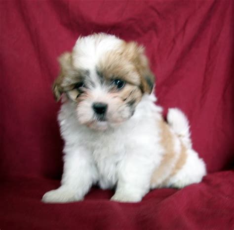 Teddy Bear Puppies For Sale Boca Raton Fl Puppies For Sale