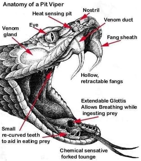 Basic Anatomy Of A Venomous Snake Such As A Copperheadthe