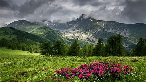Wildflower Meadow Mountains