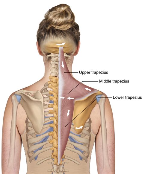 The venous drainage of the upper limb is composed of superficial and deep vessels. Trapezius - Learn Muscles