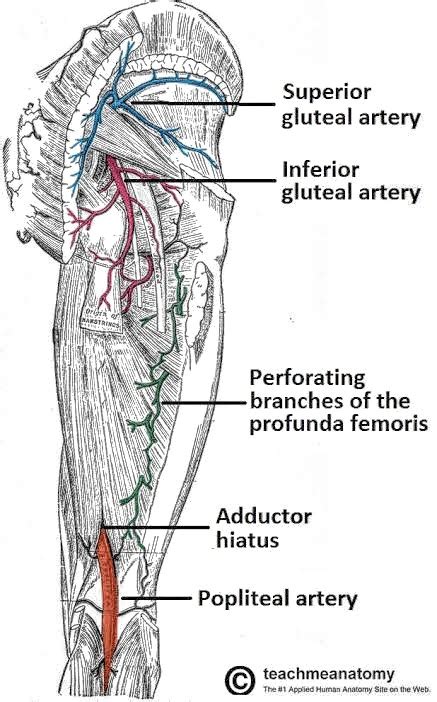Inferior Gluteal Artery Pt Master Guide