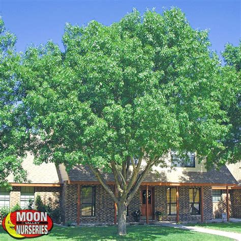 Citrus trees that yield oranges, grapefruit, lemons, and tangerines are one great way to make a property look beautiful; Arizona Ash | Desert trees, Fast growing shade trees ...