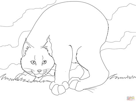 Coloring pages to inspire children learning about canada or celebrating canada day. Crouching Canadian Lynx coloring page | Free Printable ...