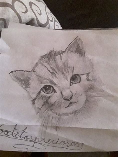 Dibujos De Gatos A Lapiz Realistas😍😍😍😍😺😺😺😺 Amino Gatos En Español