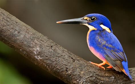 Colorful Blue Kingfisher Wallpapers And Images Wallpapers Pictures