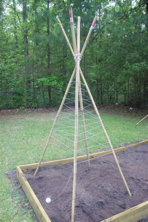 How To Build A Bamboo Pole Bean Teepee Frame Pole Beans Teepee