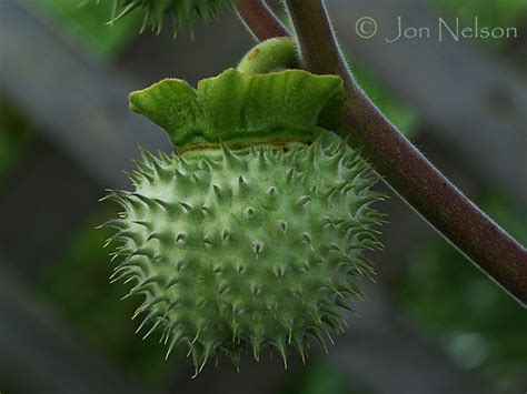 The Seed Pod Of The Angels Trumpet Plant Is About The Size Of A Golf