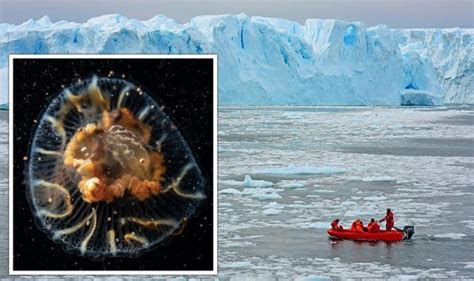 Antarctica Discovery Bizarre Sea Creatures Found In Magic Portal To