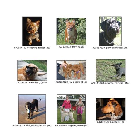 Stanford Dogs Dataset Papers With Code