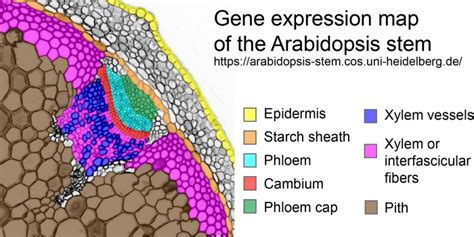 Plantae Gene Expression Map Of The Arabidopsis Stem Plantae