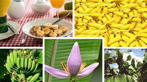 12 Tasty Varieties Of Bananas In India Kuntalas Travel Blog