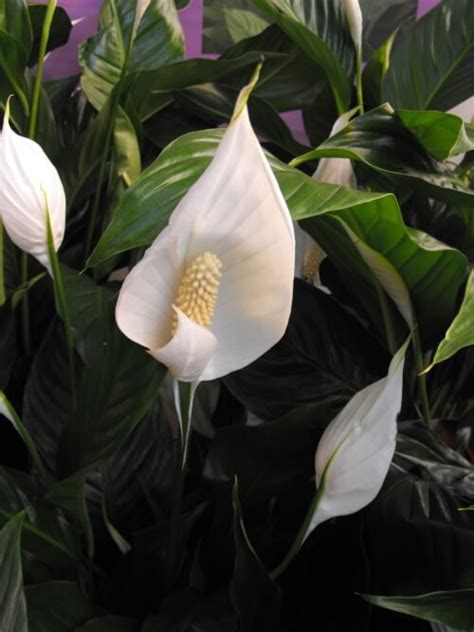 Many plant species contain calcium oxalate crystals which are bundled together (known as raphides) which protect the plant from herbivores. Peace Lily Plant - Spathiphyllum Wallisii