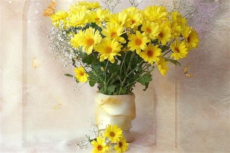 Chrysanthemums Yellow Flowers Bouquets Gypsophila Vase Wallpaper
