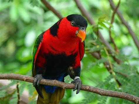 Diunggah pada rabu, 25 april 2018. Harga jual burung yang semakin mahal - Sindo Glamor