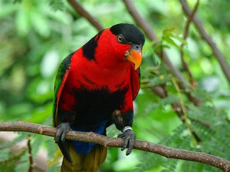 Burung ini hanya bisa dijumpai di beberapa wilayah, diantaranya yaitu di papua, ambon dan ternate. Harga jual burung yang semakin mahal - Sindo Glamor