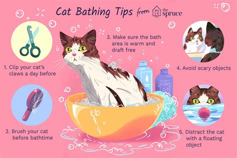 How To Bathe Your Kitten Or Adult Cat