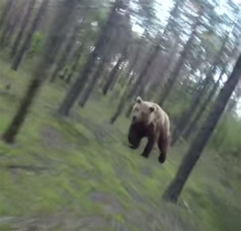 Rider Chased By A Grizzly Bear Bikemag