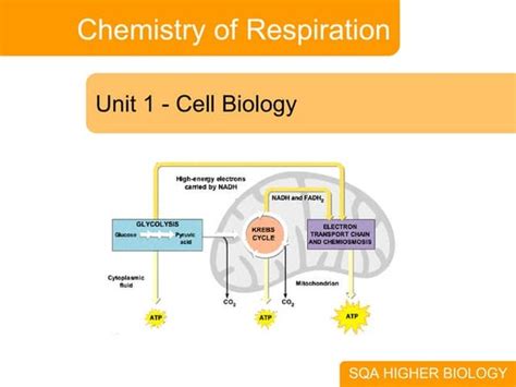 Biology Unit 3 Cell Energy Cellular Respiration Notes